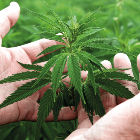 Sud Champagne is the benchmark for hemp production and processing