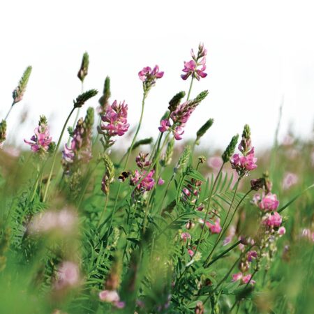 Inauguration de la bioraffinerie de plantes agro-écologiques dans l’Aube